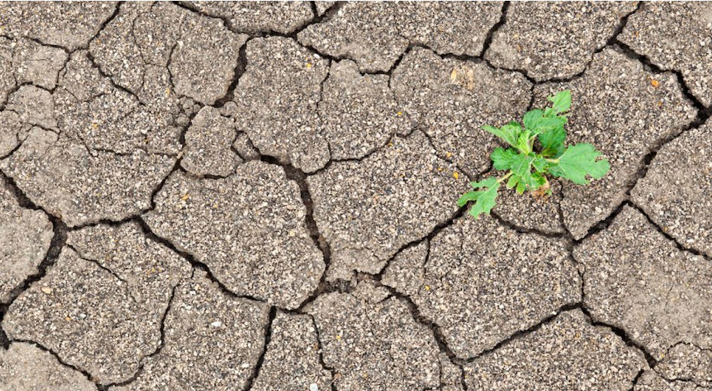 Cracked soil with sprouting vegetation.